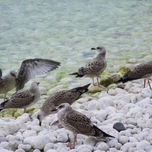 Birds thumbnail 1