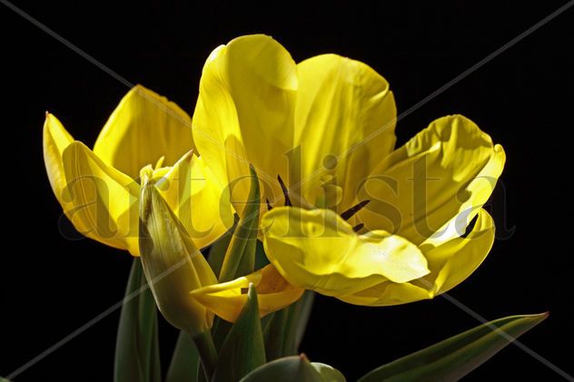 Tulip