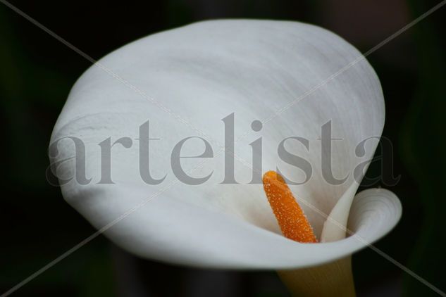 Calla Lily Still lifes Color (Digital)