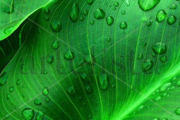 Raindrops on leaf Nature Color (Digital)