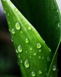 Raindrops on leaf II