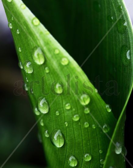 Raindrops on leaf II Nature Color (Digital)