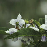 Flowers thumbnail 1