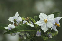 White Petals