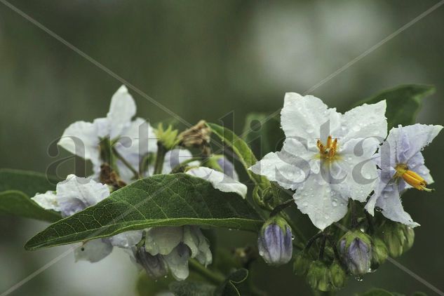 White Petals Nature Color (Digital)