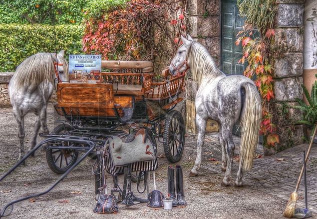 Carriage Horses Nature Color (Digital)