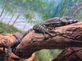 Wellington Luk - Lizard - Photography