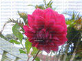 Wellington Luk - Flower - Photography