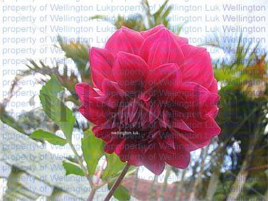 Wellington Luk -...