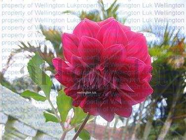 Wellington Luk - Flower - Photography Nature Color (Digital)