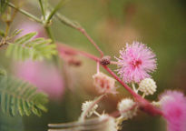 Flores entre helechos