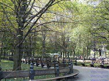 Wellington Luk - Central Park 2 - Photography