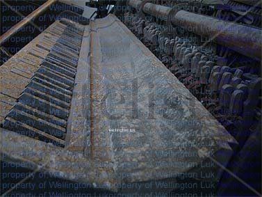 Wellington Luk -...