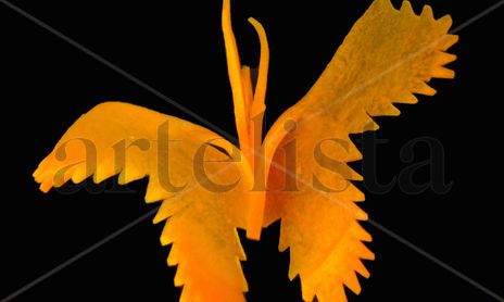 Photography