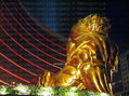Wellington Luk - Lion - Photography