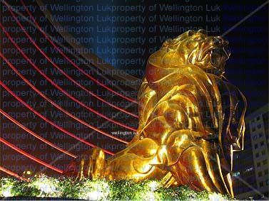 Wellington Luk - Lion - Photography