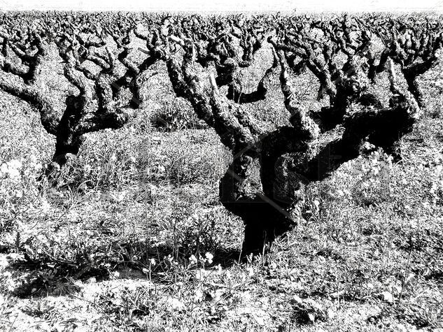 Grape-vines Nature Black and White (Digital)