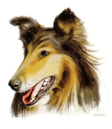 Luke - Dog Portrait Watercolour Paper Animals