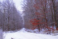 Wald im Schnee