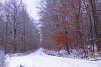 Wald im Schnee