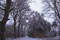 Wald im Schnee II