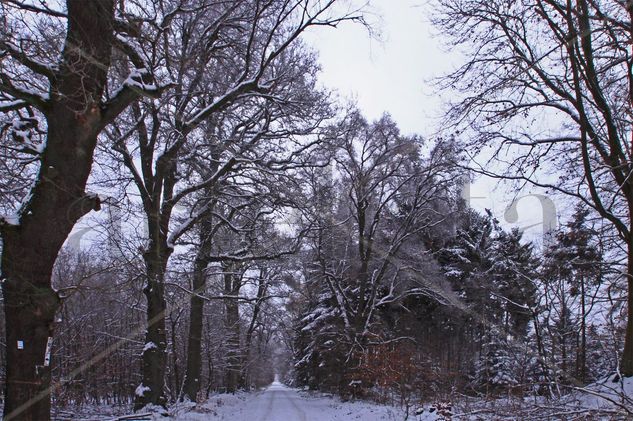 Wald im Schnee II Viajes Color (Digital)