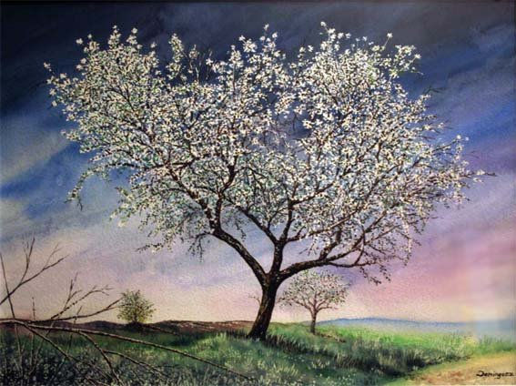 Almond Blossom 