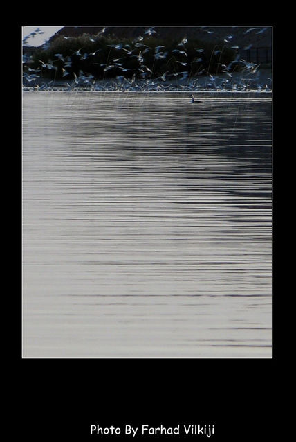 Birds 1