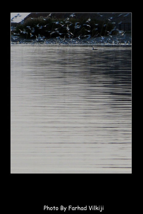 Birds 1
