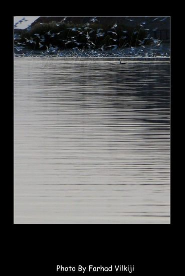 birds 1 Conceptual/Abstracto Blanco y Negro (Digital)