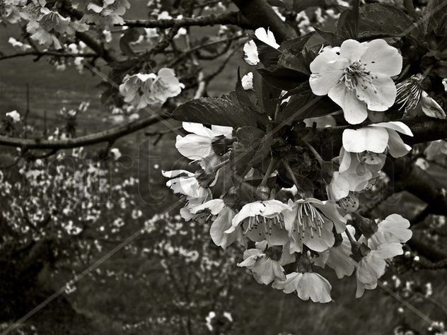 La flor del cerezo - b/n