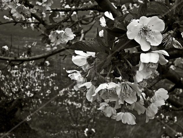 La flor del cerezo - b/n Naturaleza Blanco y Negro (Digital)