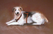 Fox Terrier