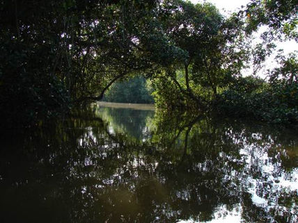 En el Manglar
