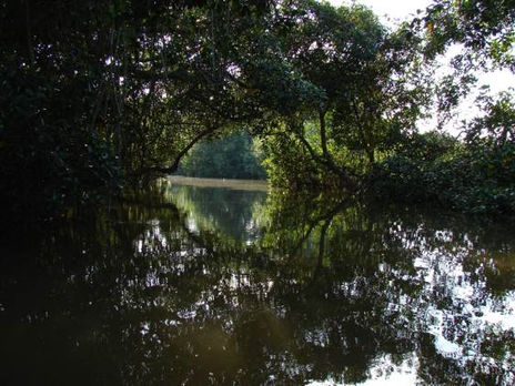 En el Manglar