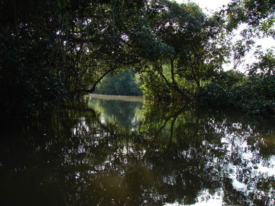 En el Manglar