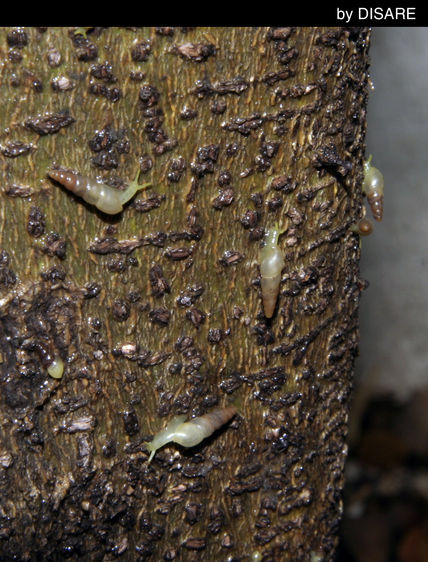 Caracoles