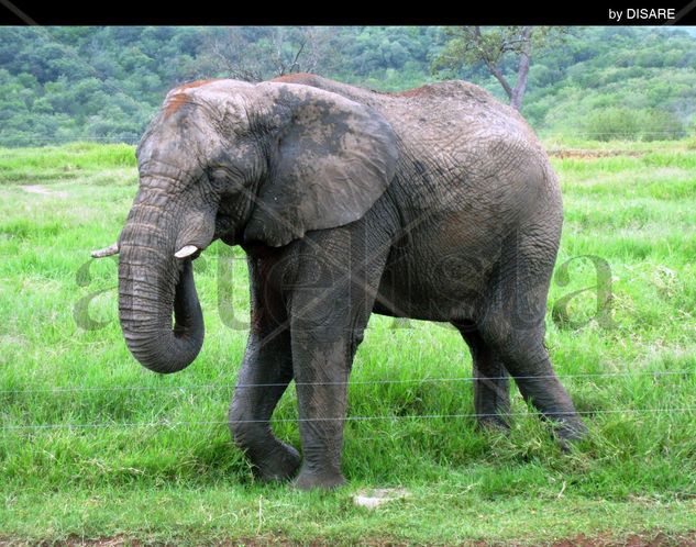 Elefante 