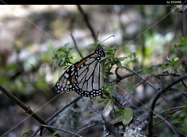 Mariposa Monarca 