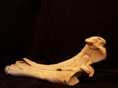 iguana