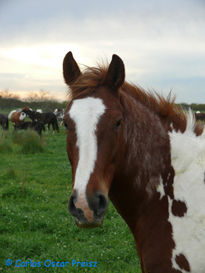 Tobiano alazan