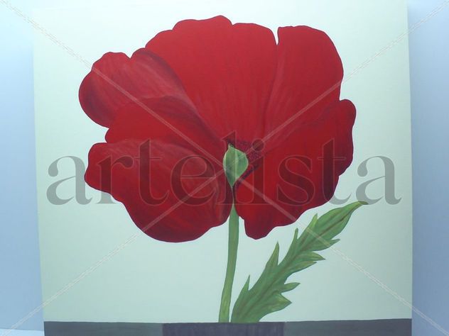 amapola