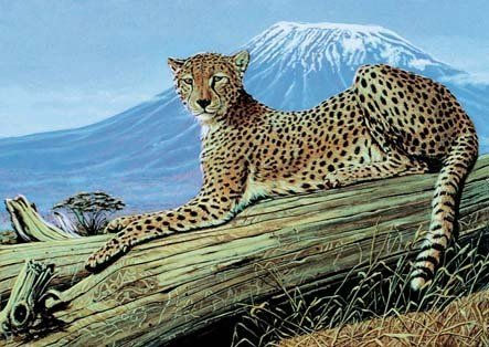 "CHEETA" Acrílico Tabla Animales