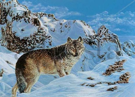 "lobo gris"