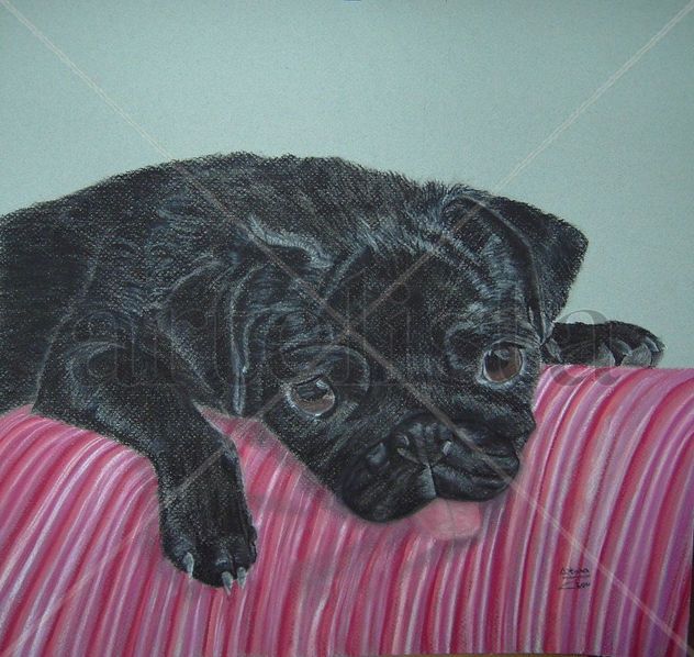 Carlino negro