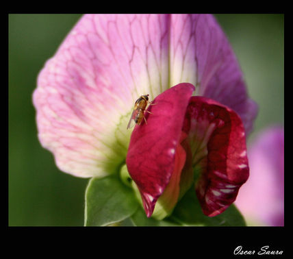 La mosca y la flor