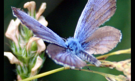 Naturaleza con macro