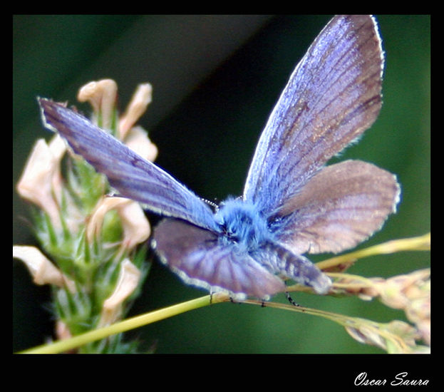 Mariposa Naturaleza Color (Digital)