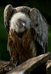 Buitre ( Buzzard )