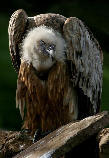 Buitre ( Buzzard ) Nature Color (Digital)